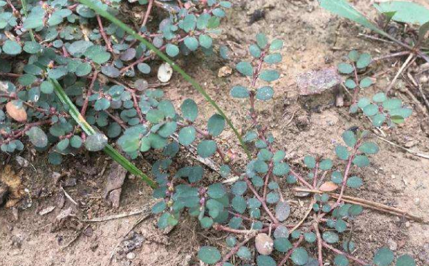 农村常见的卧蛋草,如今是一味珍贵药材,若是见到还请珍惜