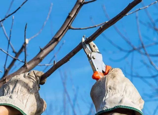 为何说桃树"冬剪剪树?哪些剪法又最合适"冬季剪树"使用?