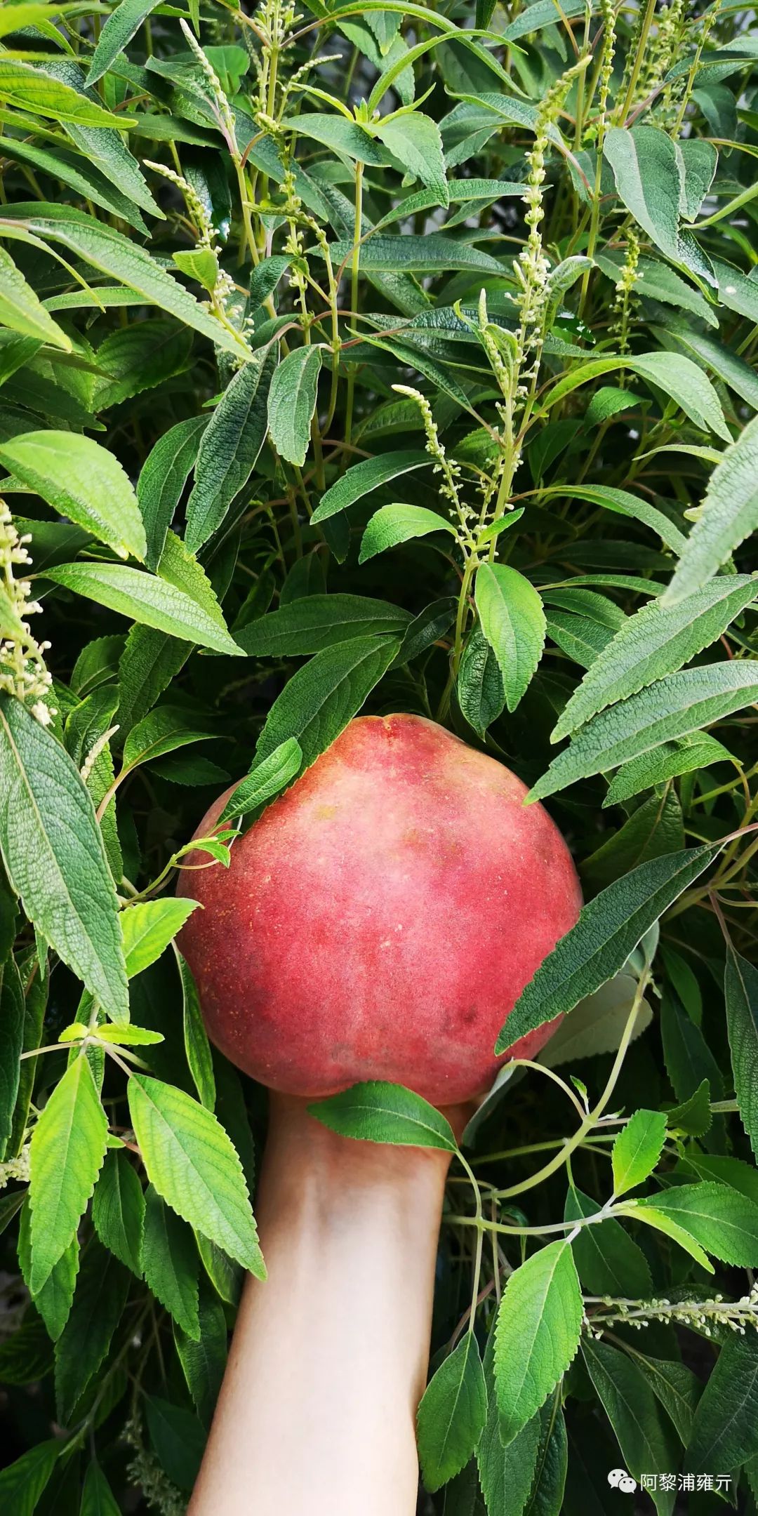 8-9月常吃的水果们