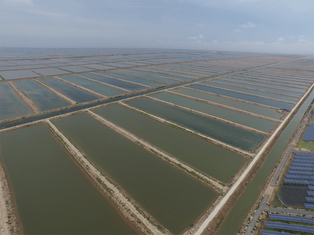 在养虾的过程中,这三大问题操作规范,虾的品质将更高