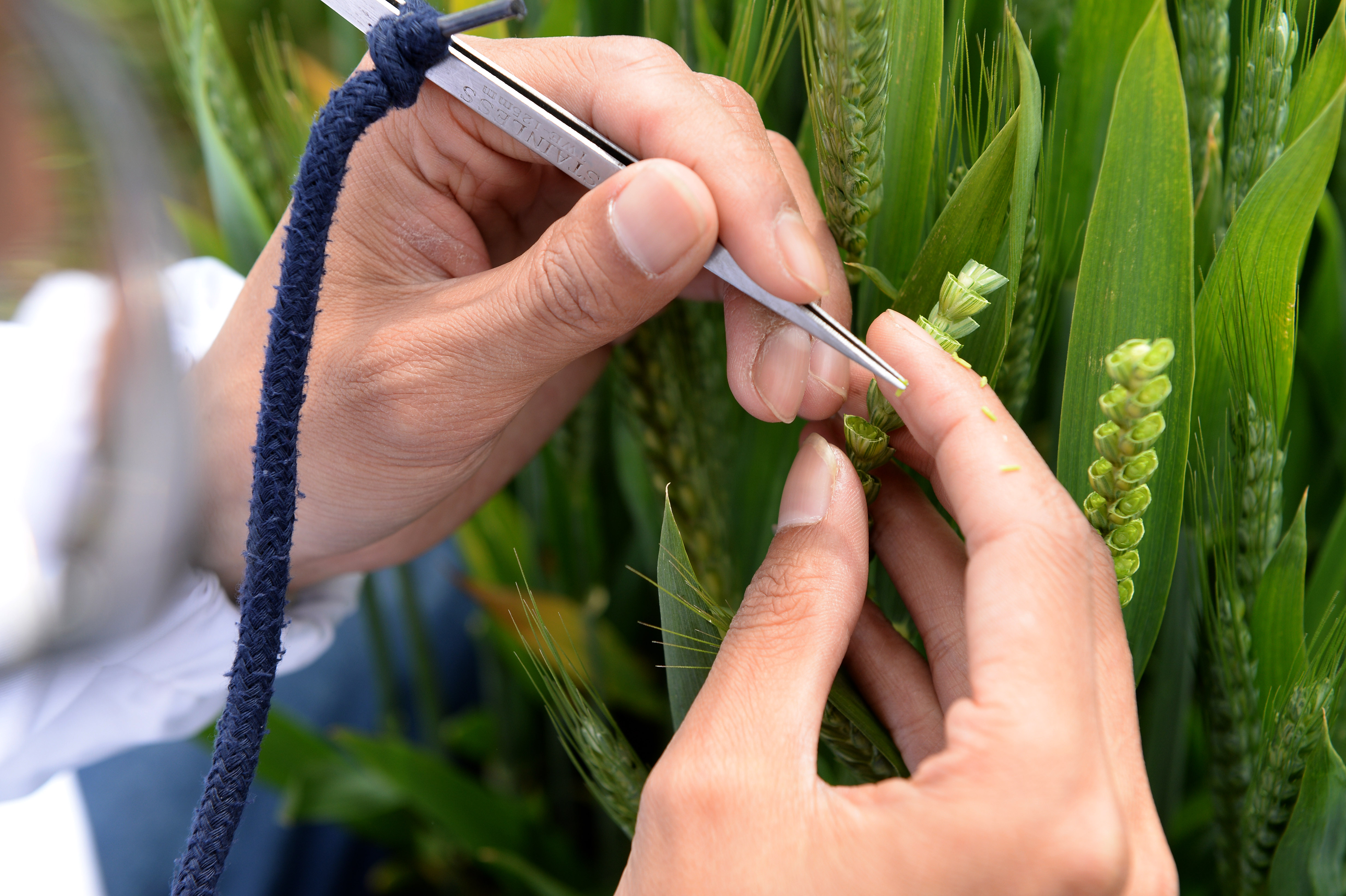 安徽怀远:小麦育种忙