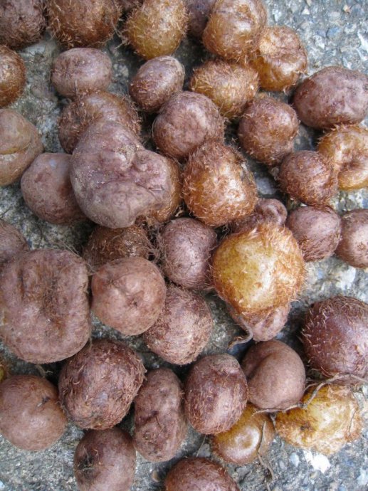 山上这种野果,二十年前天天挖如今10元一斤!