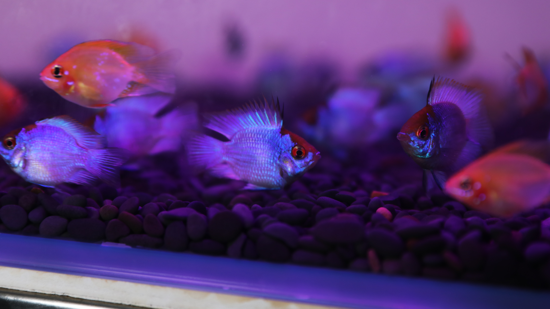 资深观赏鱼玩家为你讲述——宝蓝凤凰阿凡达的饲养与繁殖!