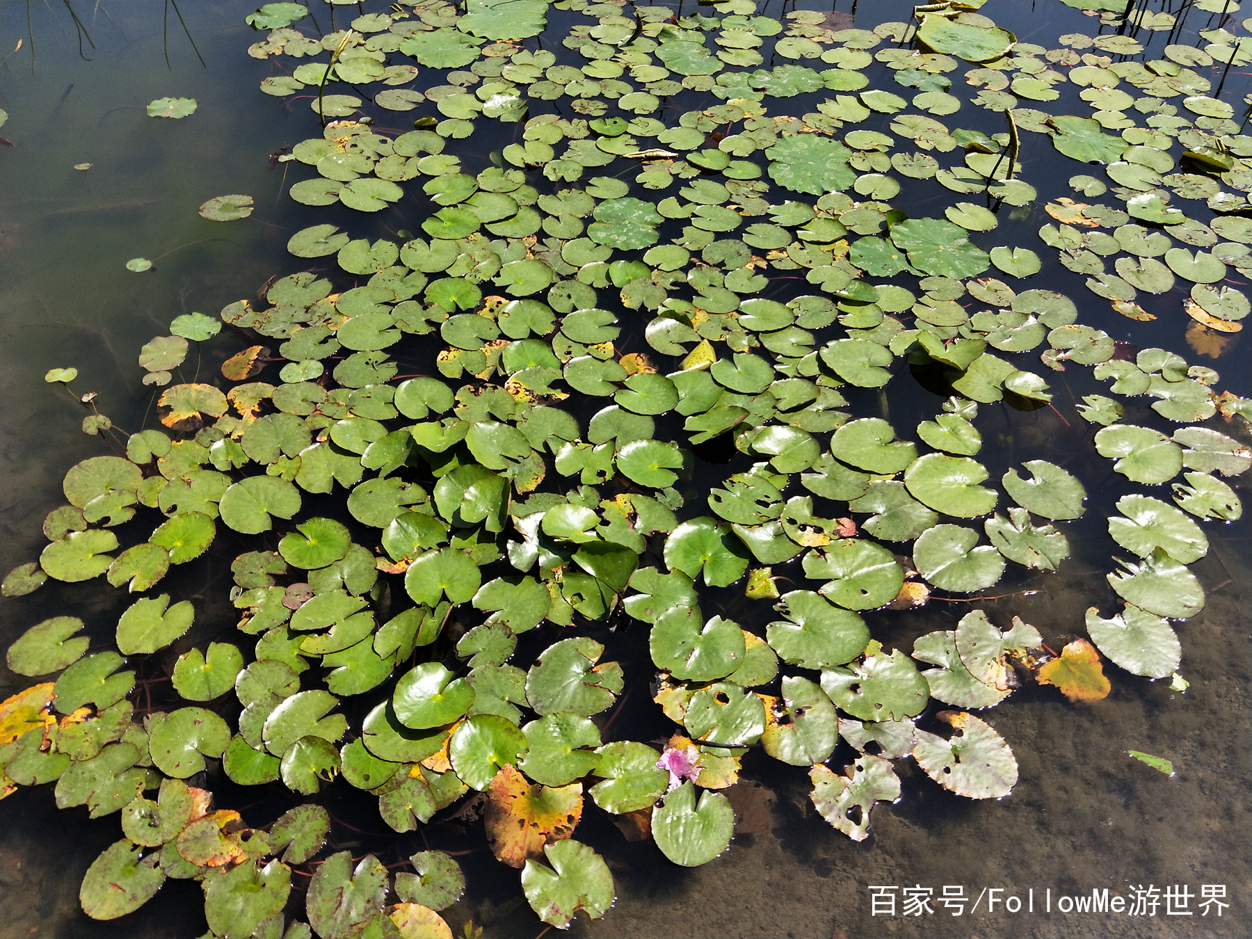 什么的荷塘（什么的荷花填上合适的词）