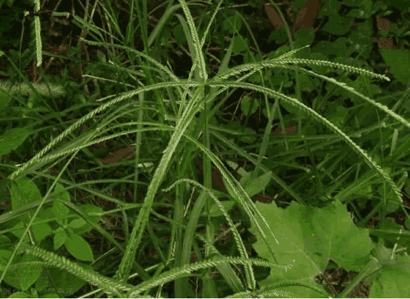 这种杂草叫老牛拽,有一个神奇的功能预测天气,还有药用价值!