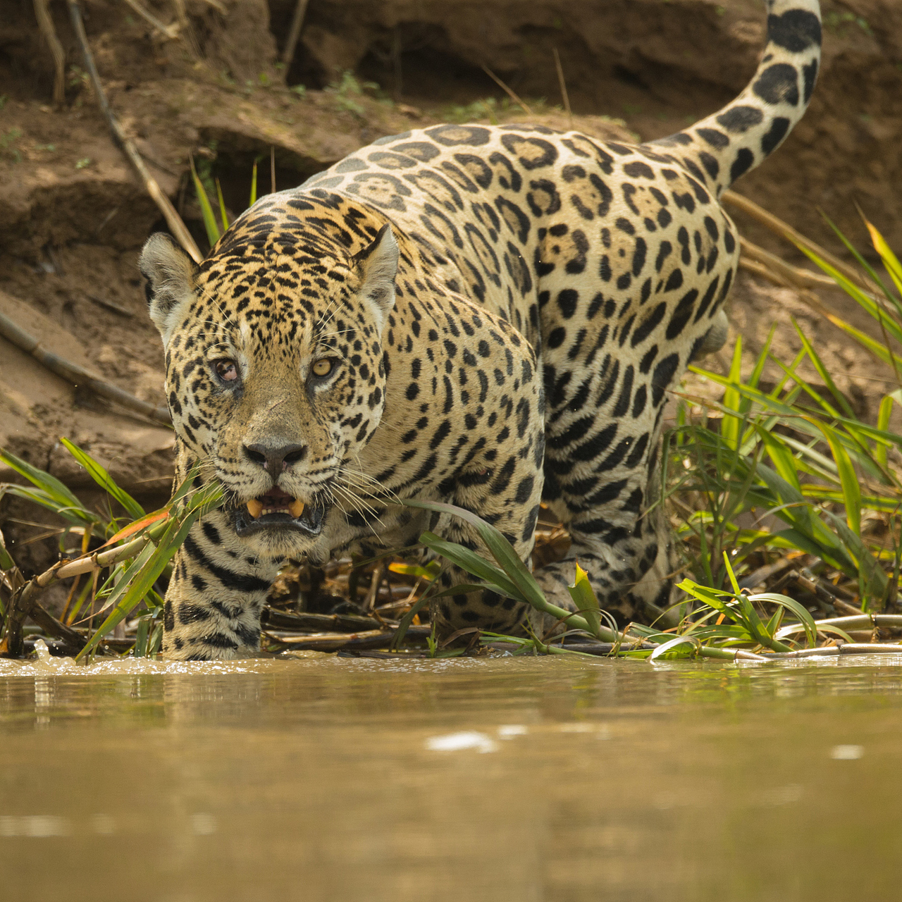 动物趣图# 美洲豹:我又饿了,鳄鱼呢?