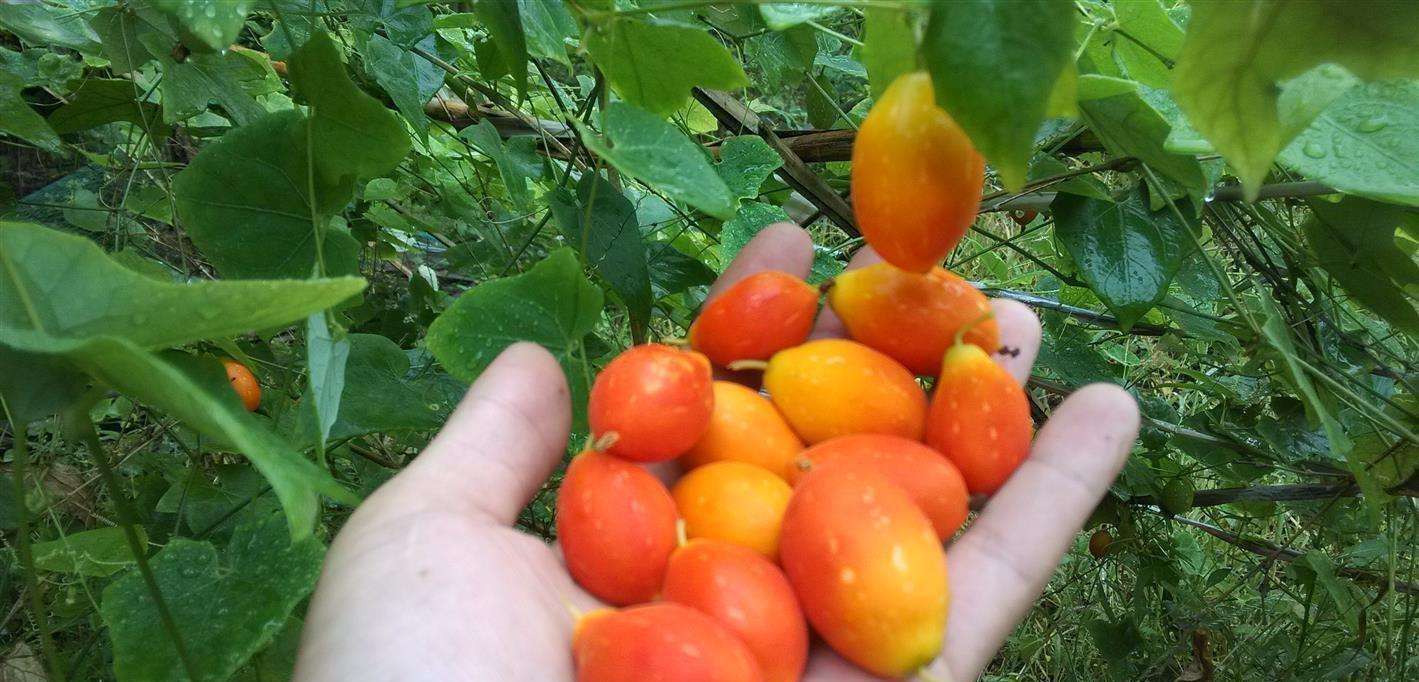 红参果营养丰富,内含多种氨基酸和矿物质,它的种植方法值得一看