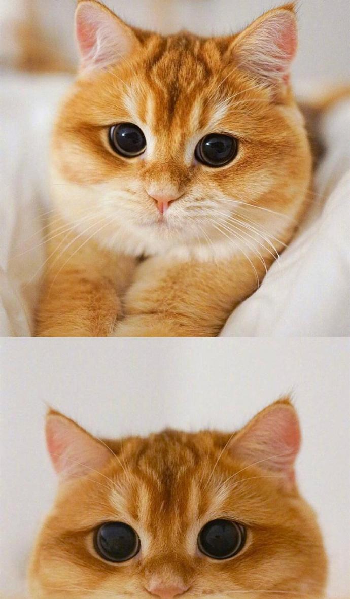 这只橘猫包子脸,蓝眼睛,仿佛总是气鼓鼓的,看起来特别憨厚,可爱到让人