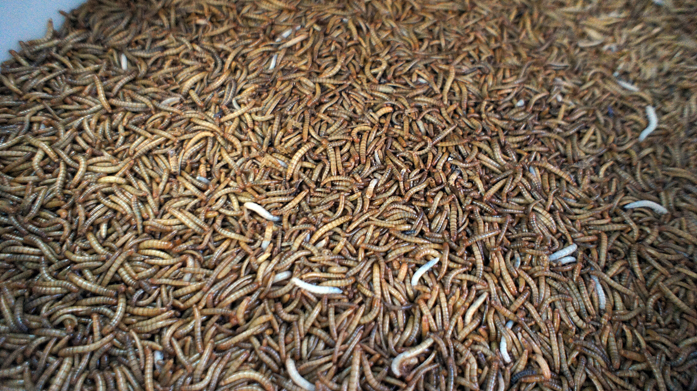 以下是大麦虫的养殖和繁殖技术:  1.