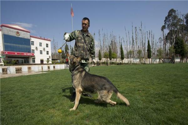 搜救犬银虎图片