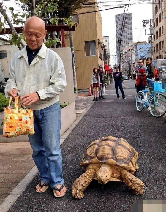 现实龟仙人,每天遛20岁的乌龟,养不好你送他走,养好了他送你走