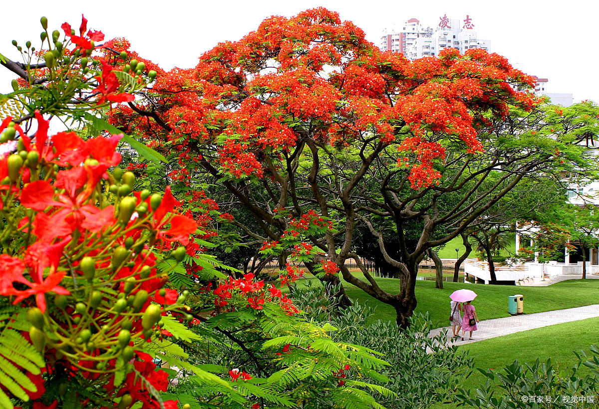 《凤凰树上凤凰花》