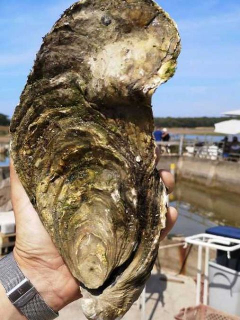 44公斤重超大生蚝 跟手臂一样长比手臂还粗