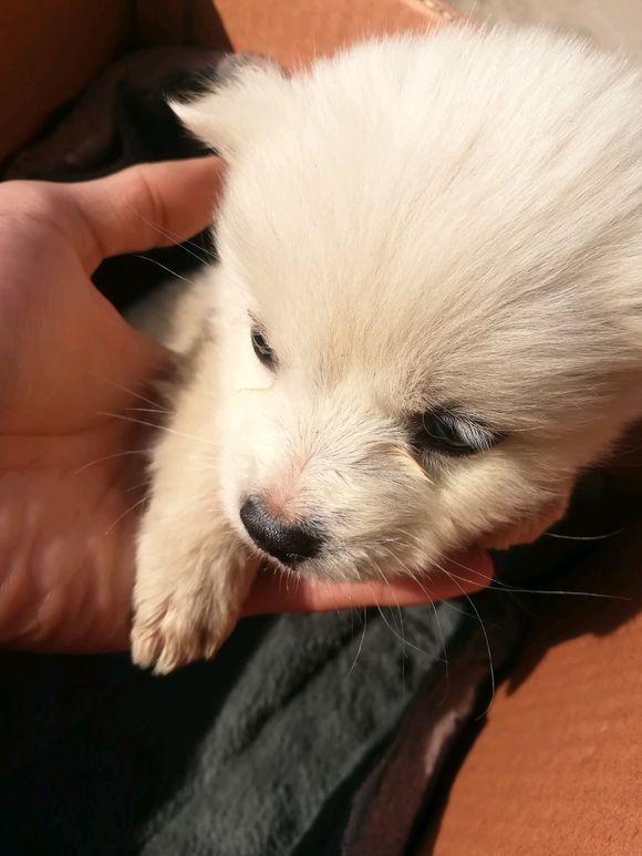 路上小奶狗尾跟着女孩不离开,以为是普通的流浪狗,理由让人心酸