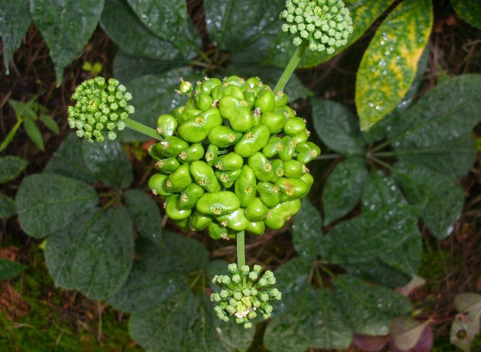 三七浑身都是宝,三七的根,叶,花各有哪些功效?不妨了解一下