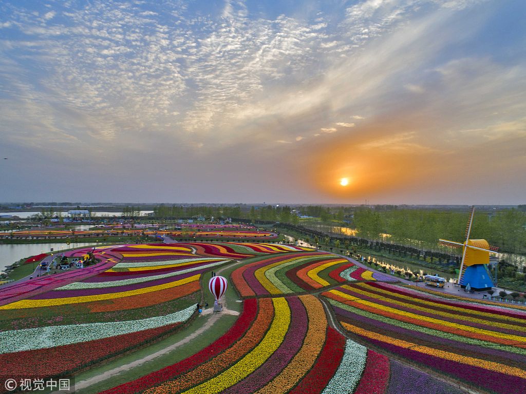 航拍绚丽荷兰花海 不在欧洲更胜一筹