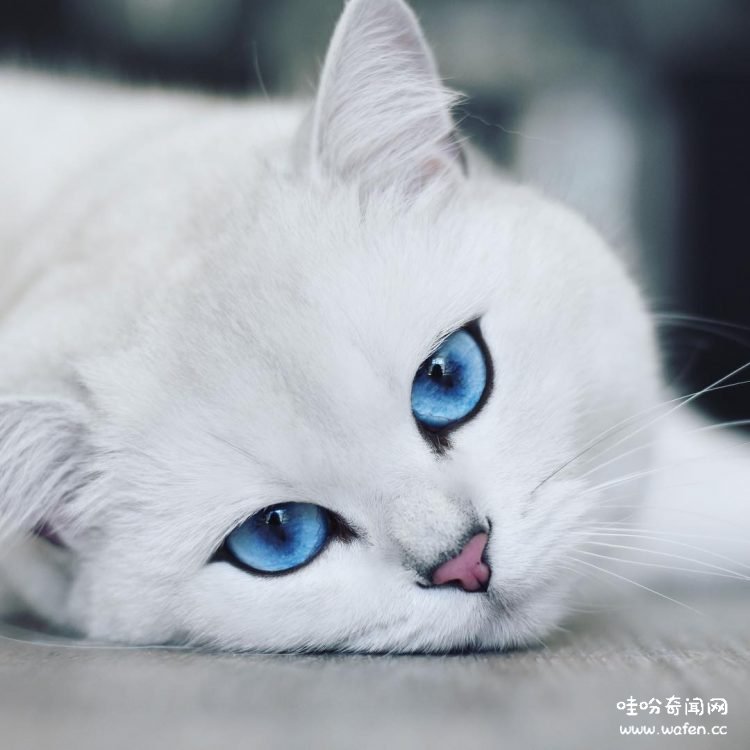 你见过最漂亮的蓝眼睛猫么?有一只猫很受欢迎,它的眼睛很漂亮