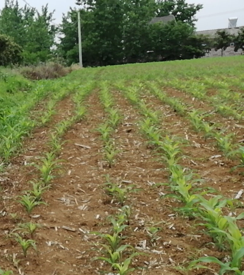 黑玉米玉米玉米 - 热门商品专区