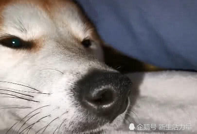 主人睡觉听到呼噜声,掀开被子被柴犬表情暖化,网友:快羡慕死了