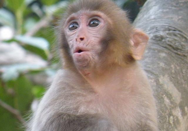 动物园一只猴子因长相走红,网友纷纷来围观:这侧脸,猴中吴彦祖