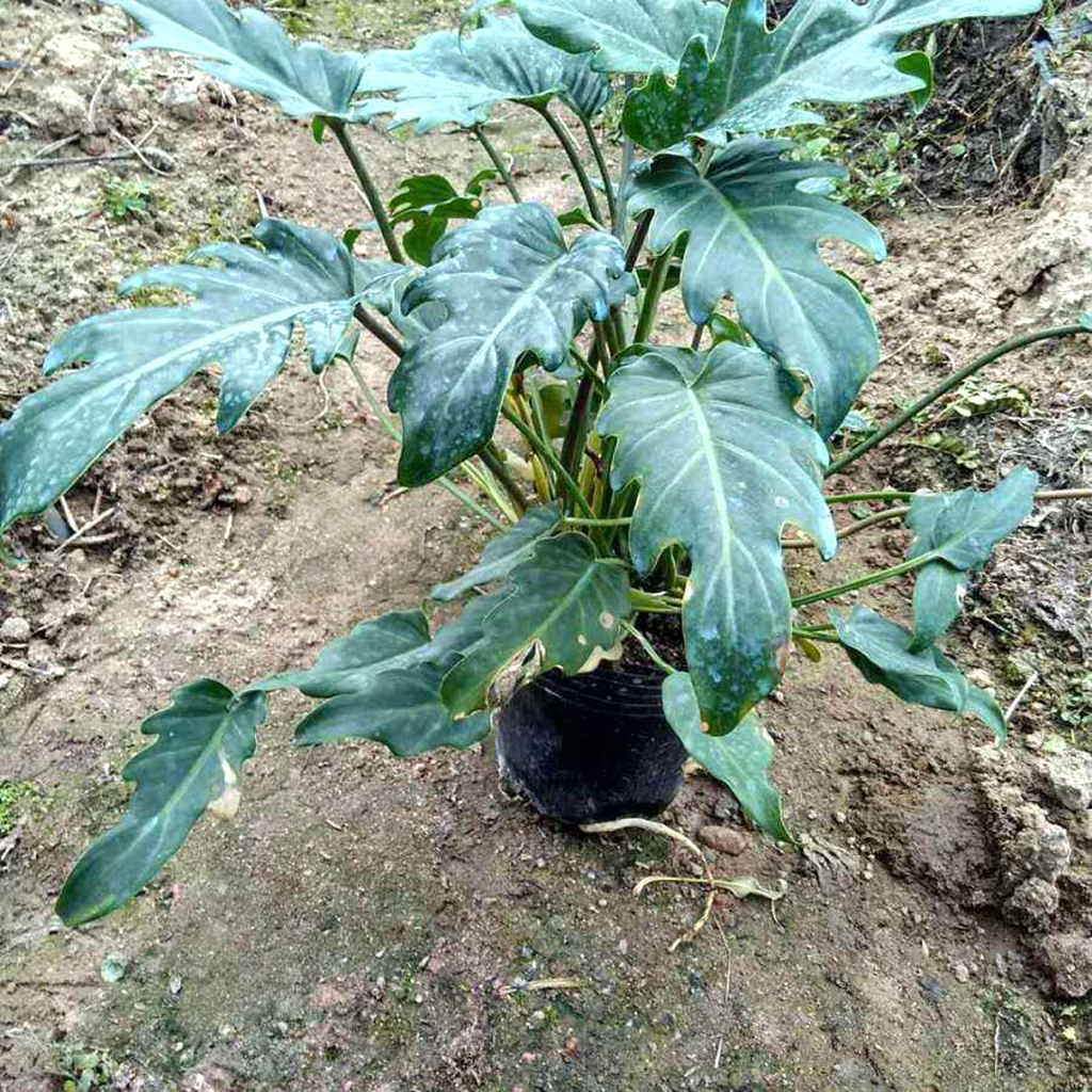 农村一种植物,人称"喜树蕉",农民见到就铲除,殊不知盆栽漂亮