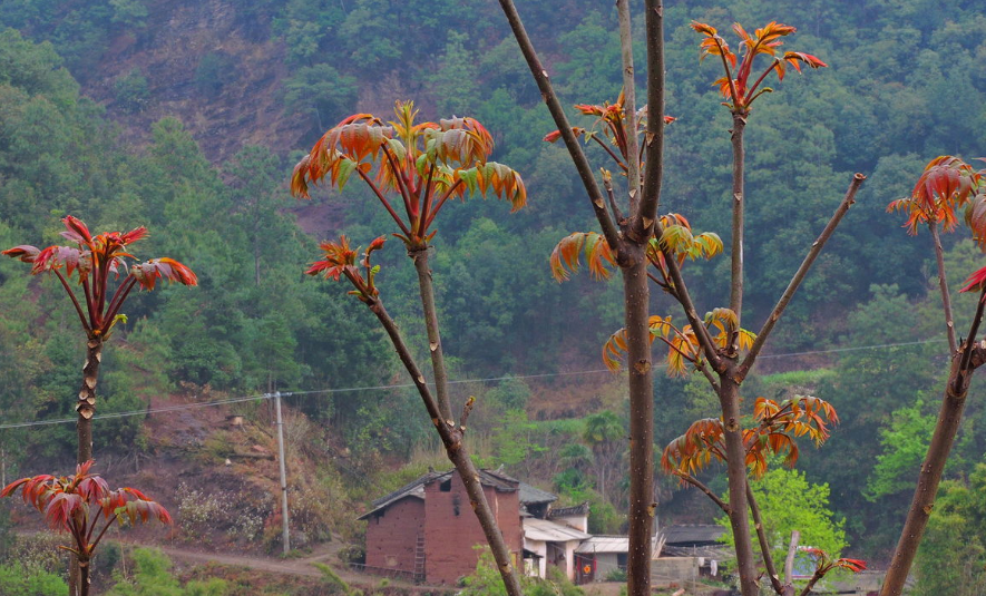 香椿树修剪季节图片