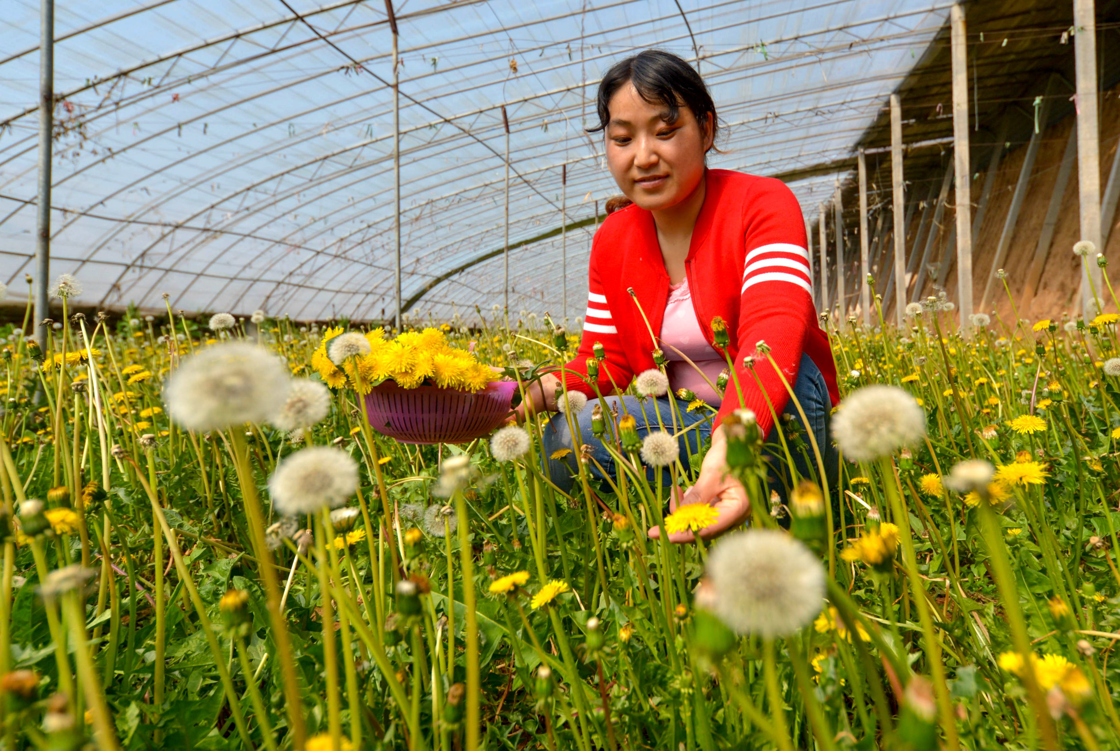 小小蒲公英 助飞脱贫梦(1)