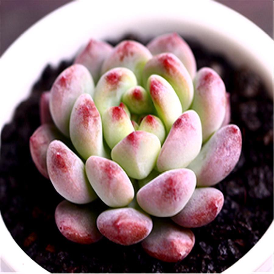 多肉中的"蓝精灵",夏天不休假,秋冬特别美,1年繁殖几十盆