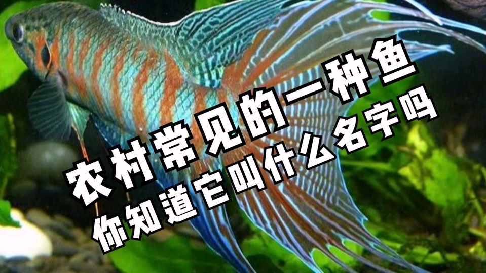 农村常见的一种鱼,国外把它称为天堂鱼,你知道它叫什么名字吗?