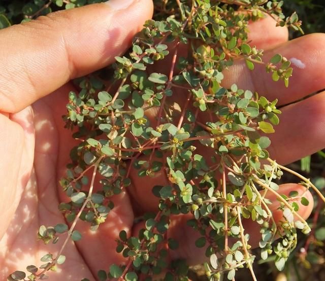 农村有1"血见愁,最爱住墙角,遇上可别小瞧,是珍贵中草药