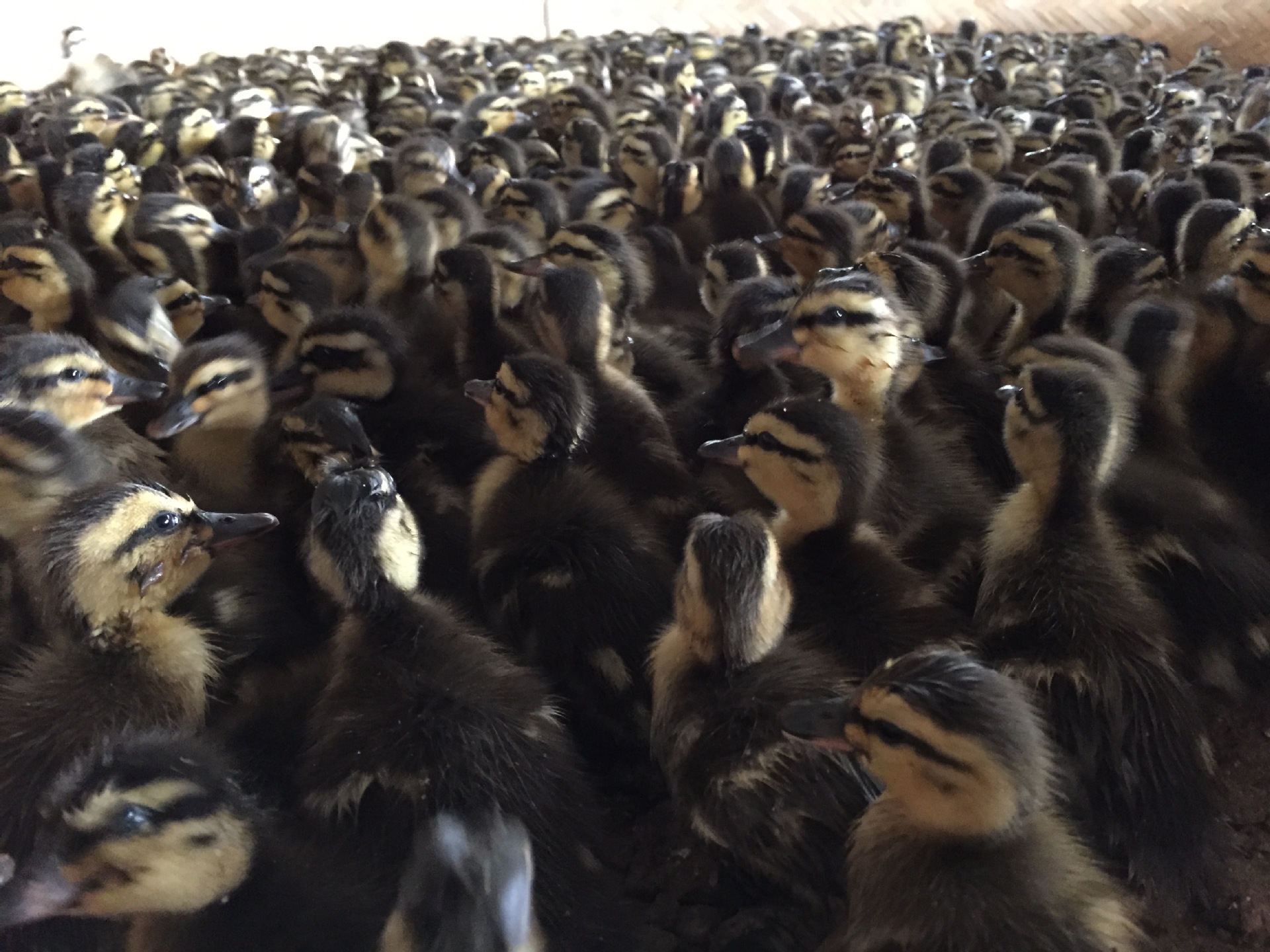 绿头野鸭养殖不需要打疫苗,成活率高,人工养殖需要什么条件?