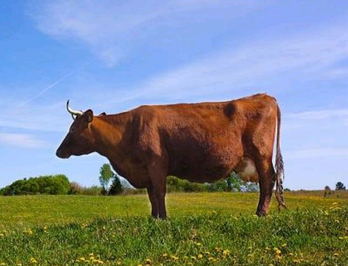 子昀堂|草原上,一头牛守望秋天(现代诗)