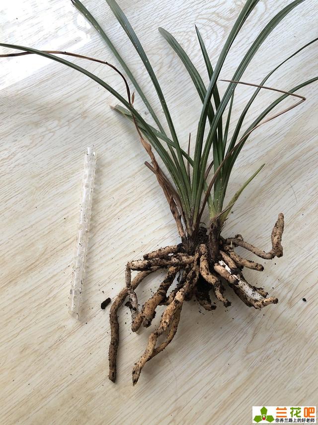 兰花盆内插吸管,巧妙解决兰花烂根问题