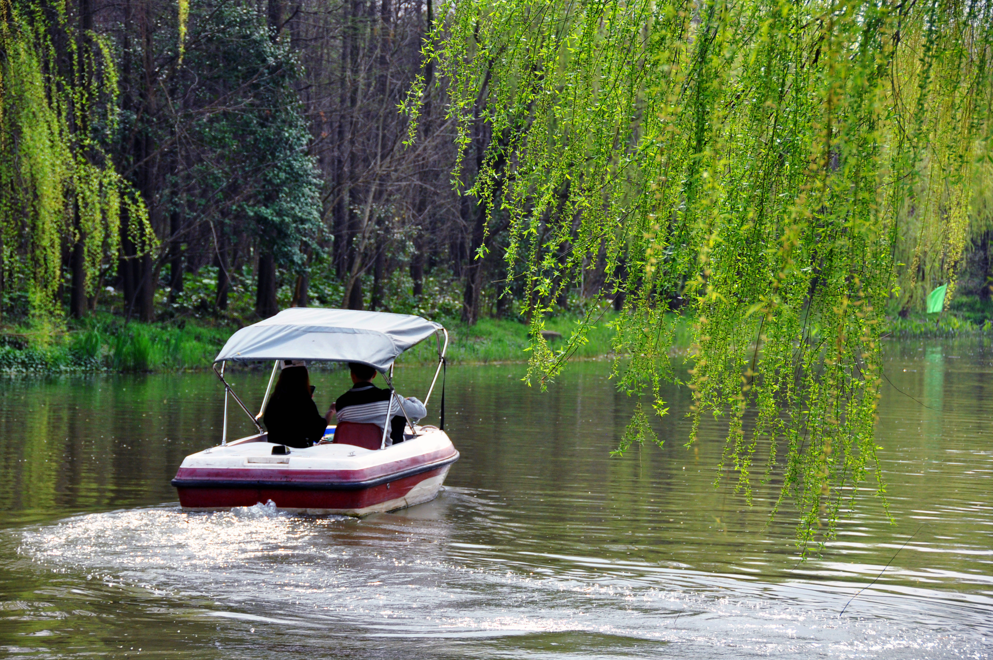 园区河道宽阔,杨柳垂垂,还有小船租借,驾船游览,风景更佳!
