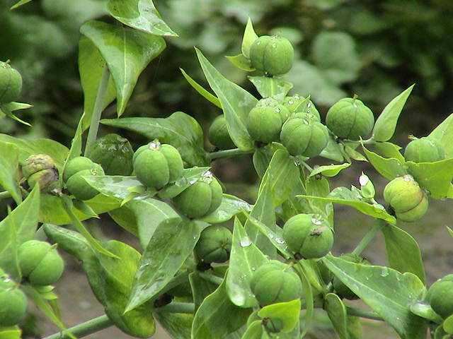 农村这种野草,父母千万要告诉孩子不能吃,不然会中毒
