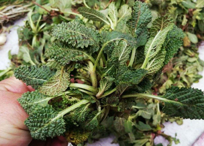 大板砖说种植,关于蛤蟆衣的种植技术