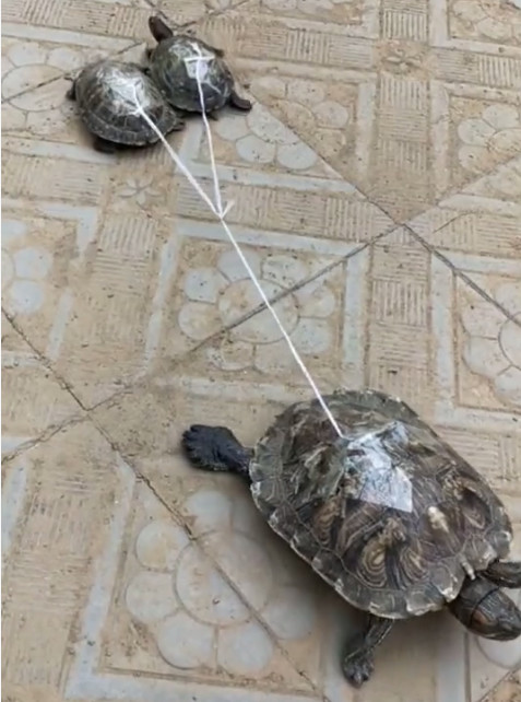 龟麻麻出来溜娃 用绳子牵着两只小乌龟 走得还挺快的