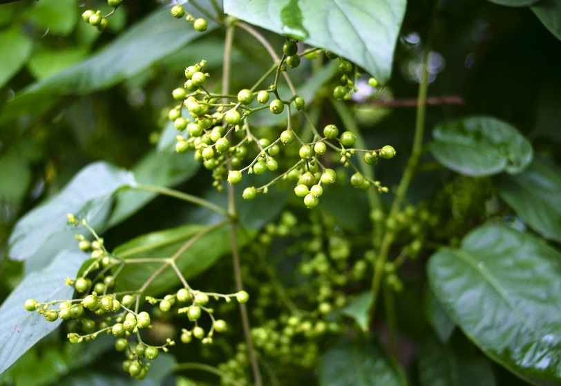 乡村一种叫"臭藤"的植物,许多人都不喜欢这东西,但药用价值高