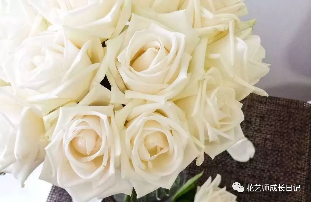 芬得拉玫瑰 染色玫瑰的主要花材,花色如玉,花型柔和