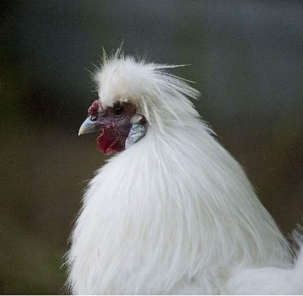 兴文乌骨鸡批发价多少钱一斤