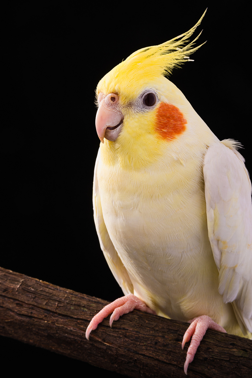 玄凤鹦鹉与牡丹鹦鹉都是很受欢迎的宠物鹦鹉品种,但是它们在性情上面