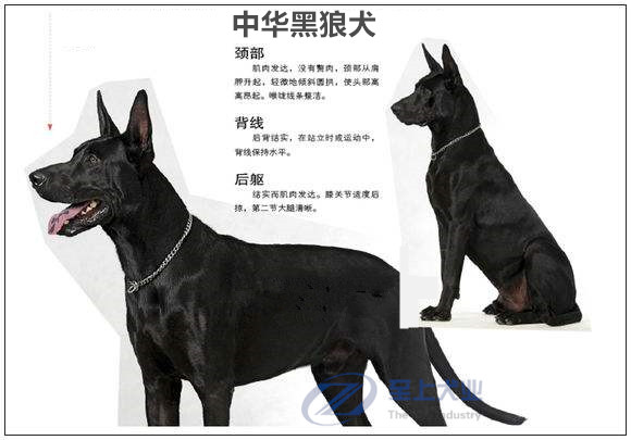 黑狼犬体重图片