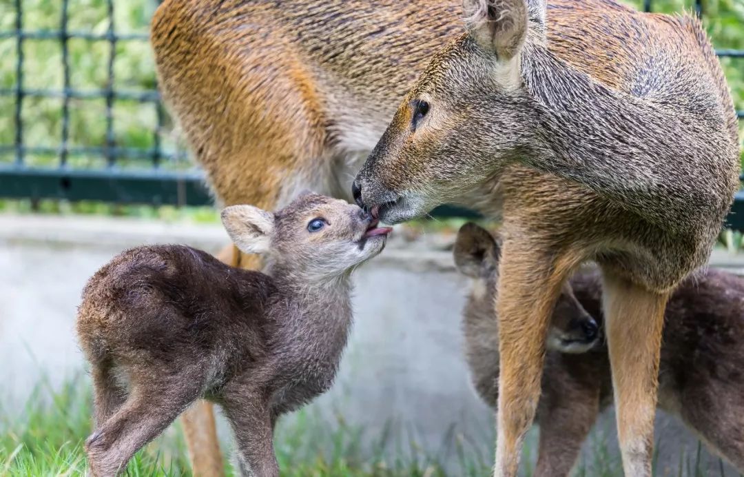 「探索」獐出没!4只新出生的獐宝宝与游客见面啦