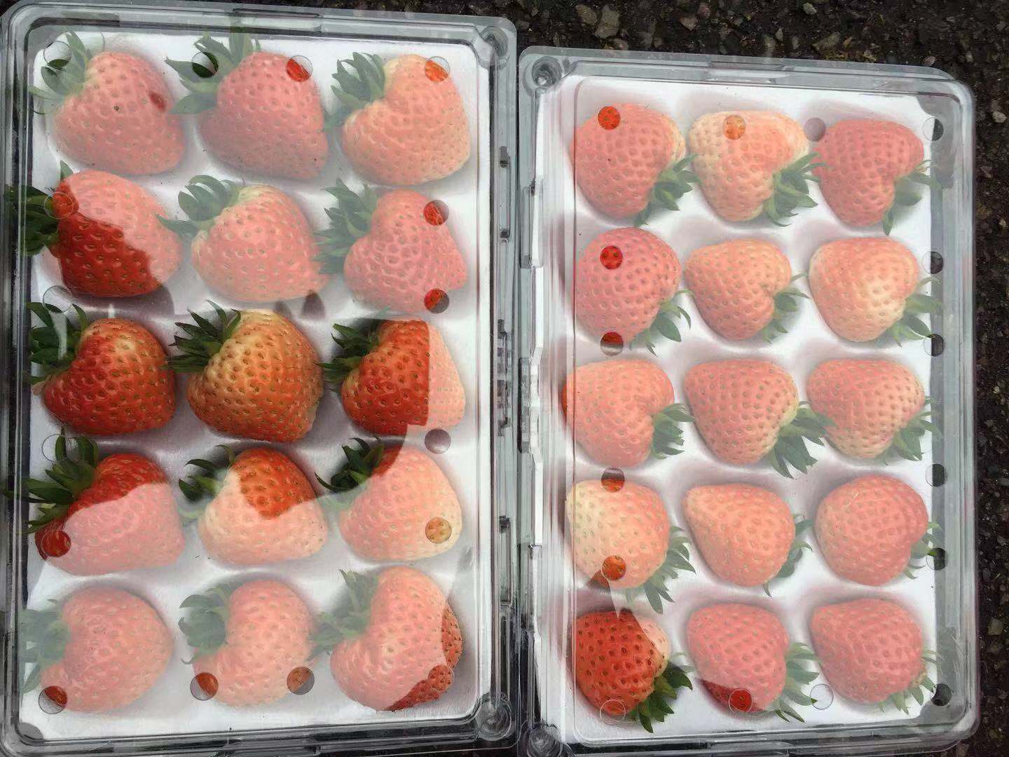 全国草莓摆擂台 香味浓郁口感好的宁波"梦晶"捧回金奖