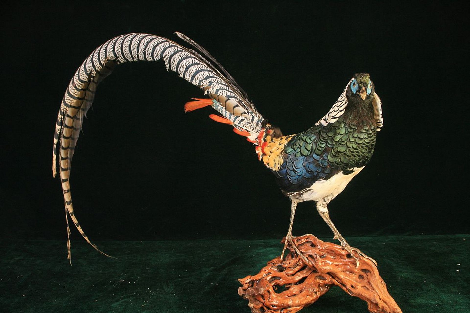 五彩锦鸡(chrysolophus pictus):亦称金鸡,古代禽鸟名,神话传说中的不