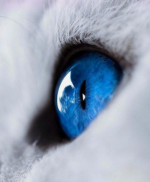 蓝色的猫眼睛,真是太漂亮了!