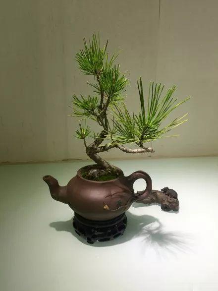 盆景玩出新高度,茶壶里面种一棵,别有一番意境!