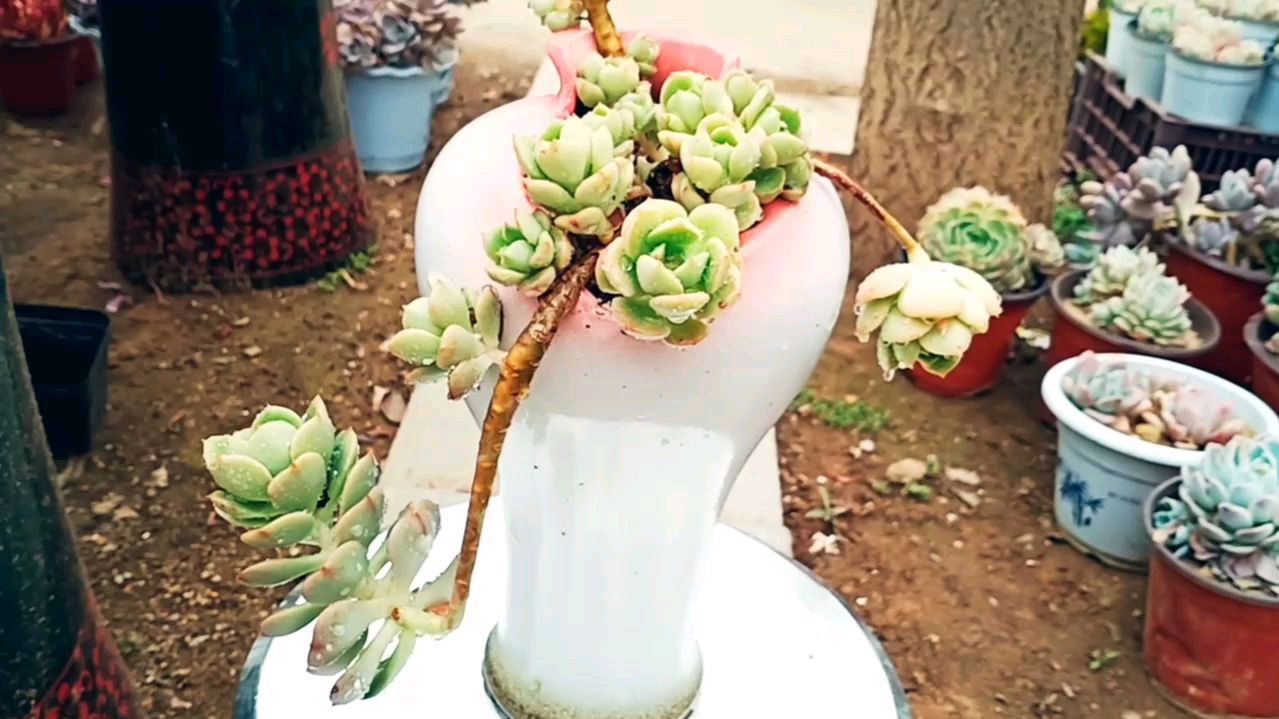 上过盆的多肉植物太美了,随便一拍就是一张屏保壁纸,太惊艳了