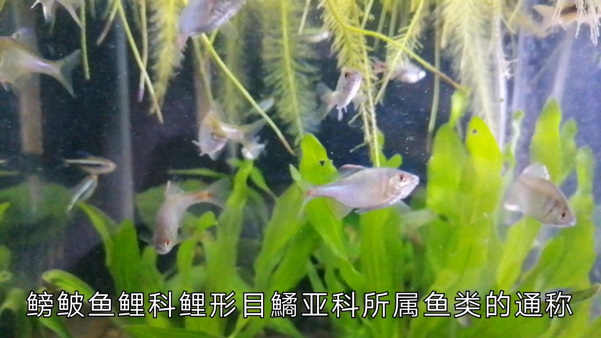 鳑鲏鱼,一种令钓鱼人头疼的小杂鱼,却是水族爱好者的宝贝!
