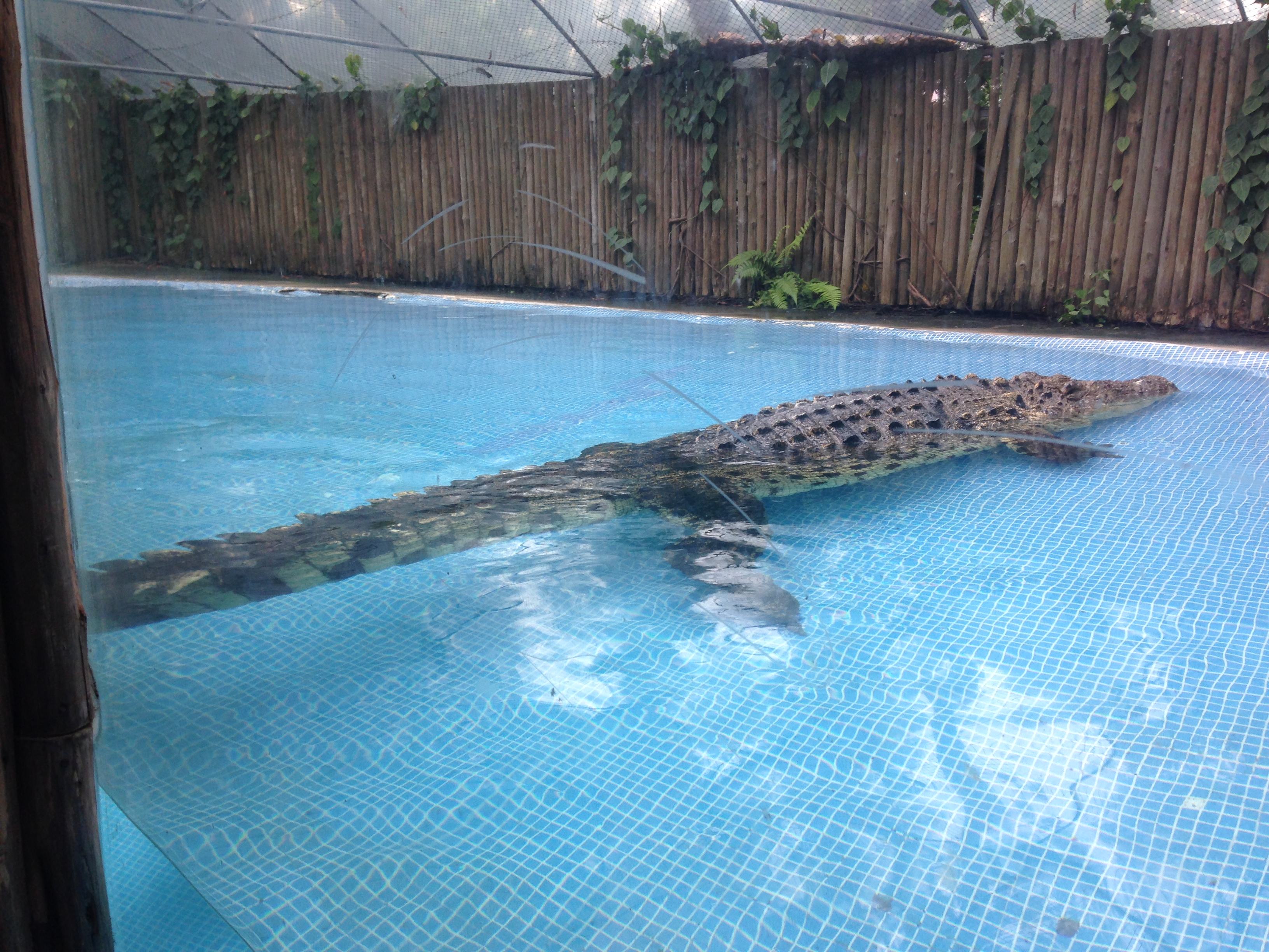 广州鳄鱼公园最大鳄鱼图片